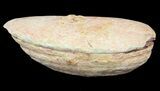 Triassic Fossil Fish In Nodule (Pos/Neg) - Madagascar #53656-3